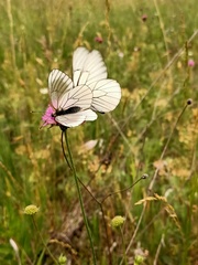 Aporia crataegi