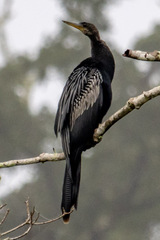 Anhinga anhinga