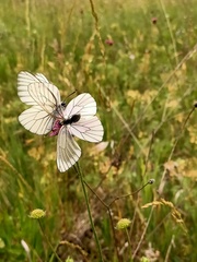 Aporia crataegi