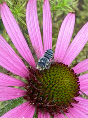 Megachilidae