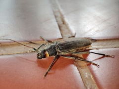 Cerambycinae