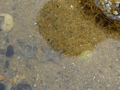 Asterina gibbosa