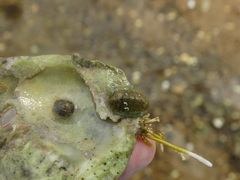 Lepidochitona cinerea