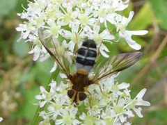 Leucozona glaucia