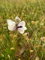 Aporia crataegi