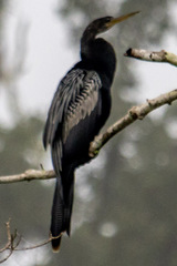 Anhinga anhinga