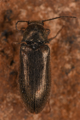 Eanus decoratus