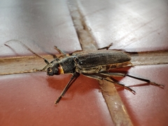 Cerambycinae