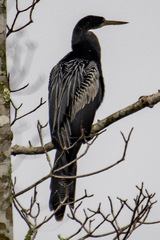 Anhinga anhinga