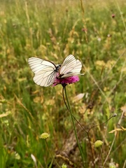 Aporia crataegi