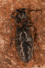 Eanus decoratus