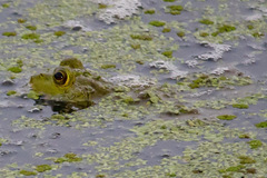 Lithobates catesbeianus