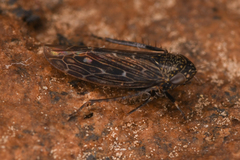 Limotettix
