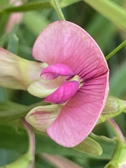 Lathyrus