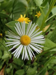 Symphyotrichum bracteolatum