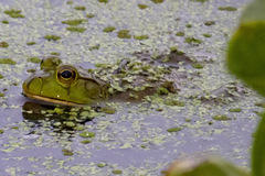 Lithobates catesbeianus