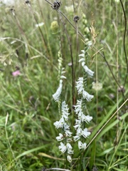 Spiranthes lacera gracilis