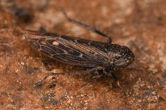 Limotettix