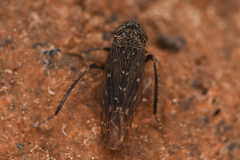 Limotettix