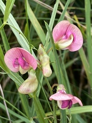 Lathyrus