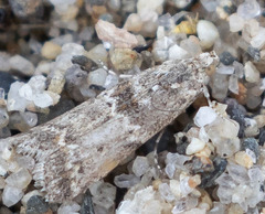 Ancylosis undulatella