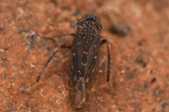 Limotettix