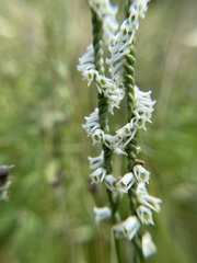 Spiranthes lacera gracilis