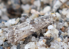 Ancylosis undulatella