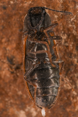 Eanus decoratus