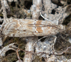 Ancylosis undulatella