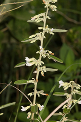 Helicteres angustifolia