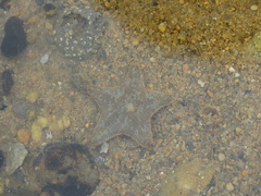 Asterina gibbosa