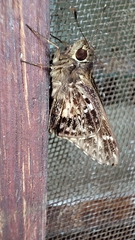 Hesperiidae