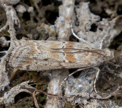 Ancylosis undulatella