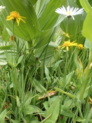Symphyotrichum bracteolatum