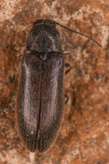 Eanus decoratus