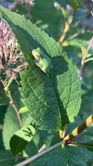 Hyla versicolor