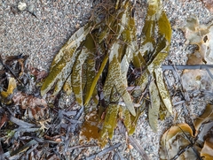 Fucus distichus