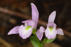 Triphora trianthophoros