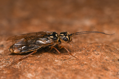 Pamphiliidae