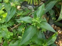 Gentiana clausa