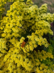 Tragidion coquus