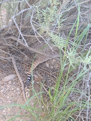 Crotalus atrox