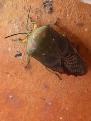 Piezosternum calidum
