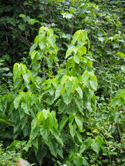 Thespesia populnea