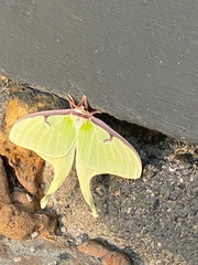 Actias luna