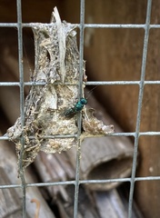 Chrysididae