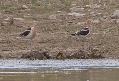 Recurvirostra americana