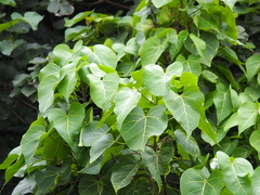 Thespesia populnea
