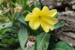 Oenothera glazioviana